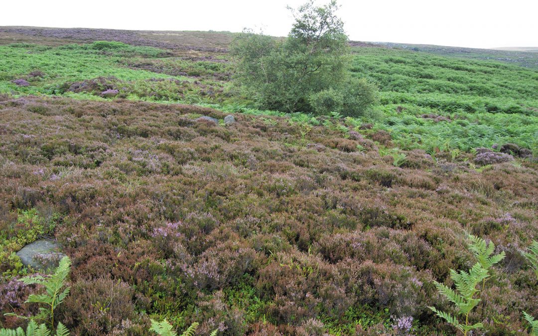 Hathersage Moor